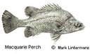 Macquarie Perch found in Mongarlowe River