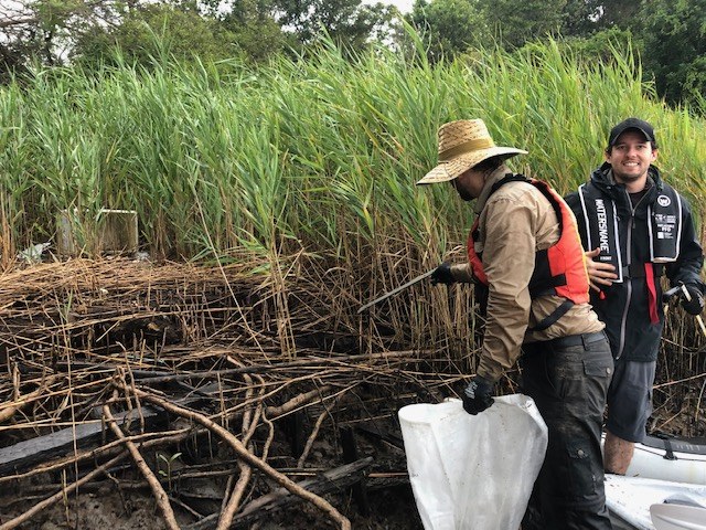 Phragmites acts as a surrogate trash rack.jpg