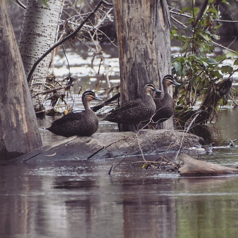 Pacific black ducks
