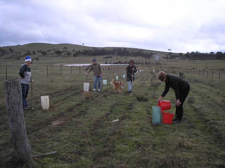 Birchmans Estate planting