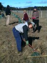 Bungendore planting