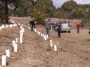 Wamboin hall planting 31 July 2011