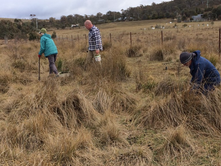 Planting at Birchmans Estate, 04 Aug 2018