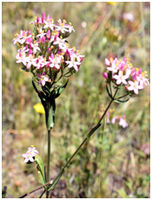 Common Centaury (Centaurium erythraea)