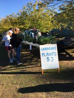 Election day native plant sale, 18 May 2019