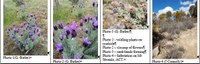 Worrying Weeds of Wamboin: Topped Lavender (Lavandula stoechas)