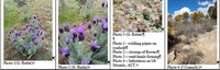 Worrying Weeds of Wamboin: Topped Lavender (Lavandula stoechas)