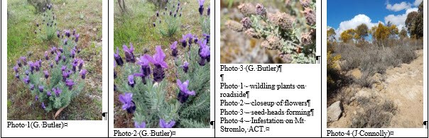 Worrying Weeds of Wamboin: Topped Lavender (Lavandula stoechas)