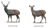 Deer Information Evening