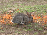 Smoko with Friends Bald Nob: Fire, Rabbits, Drought Help