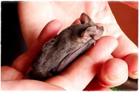 Going Batty for our Local Bats