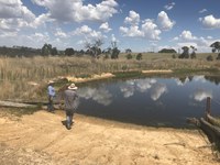 Managing our farm dams to maximise livestock performance and maintain biodiversity