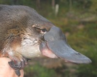 PLATYPUS AND RAKALI SEARCH COMMENCES