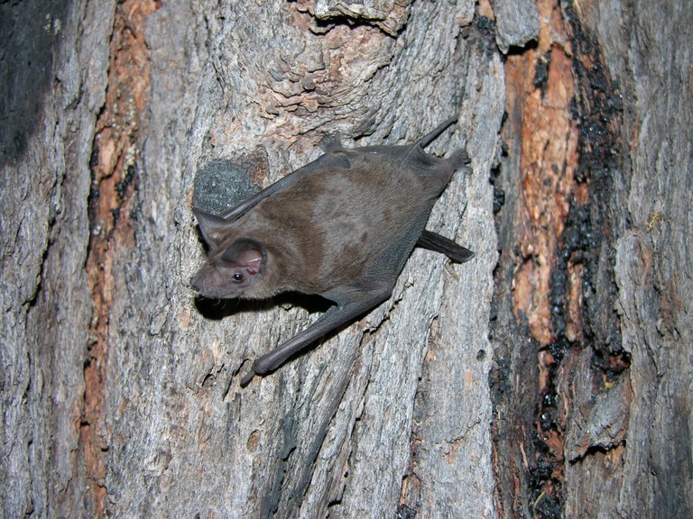 Dscn2860 Eastern Free tailed Bat Narawan Williams.JPG