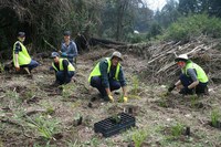 GSLN to plant thousands of trees across Greater Sydney