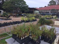 The Habitat community native plant nursery and food garden working bee