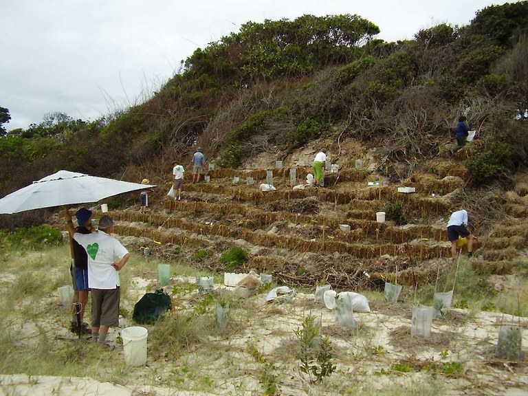 2007 after invasive Bitou Bush is removed a terraced dune is planted out.JPG