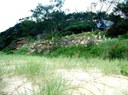 Revegetation in front of the Byron Beach Cafe  Feb 2007.JPG