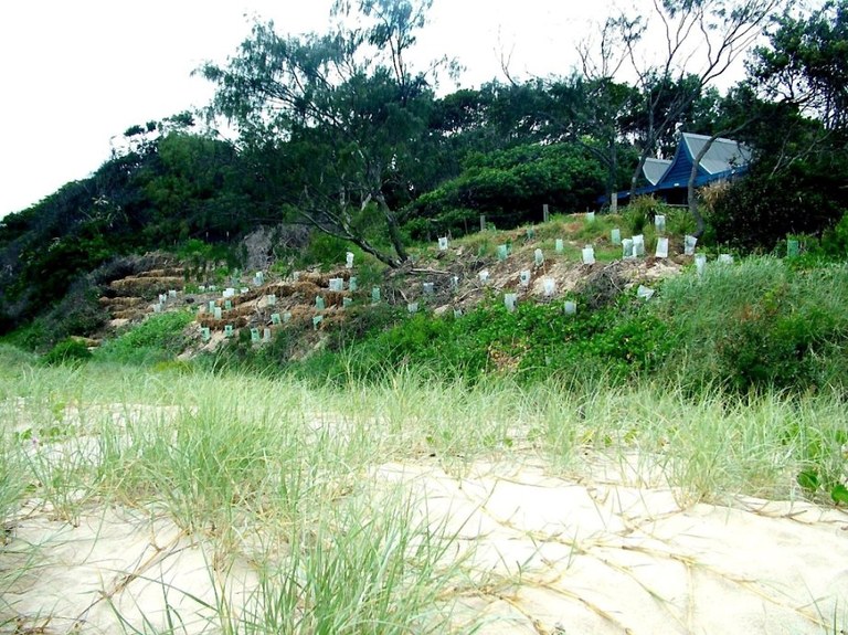 Revegetation in front of the Byron Beach Cafe  Feb 2007.JPG