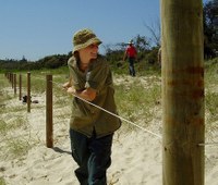 Byron Bay  Fencing and Planting Foredunes
