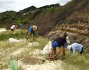 Restoration at Clarkes Beach 