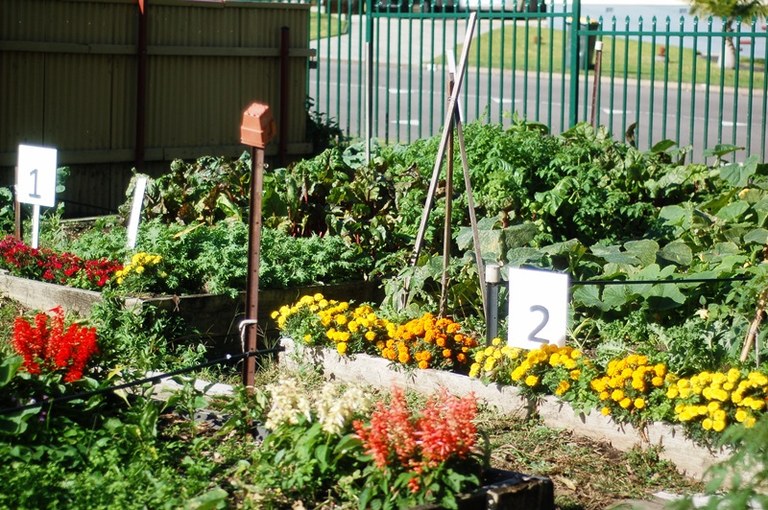 Our beautiful community garden