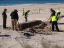 Laying straw bales to stabilise dunes in Hawks Nest