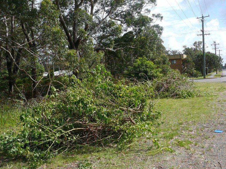 Bitou and rubbish galore gone forever from the bush edge of Hawks Nest Oval
