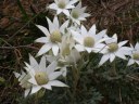 Flannel Flower Actinotus helianthi                                      