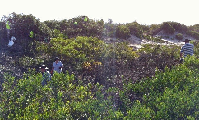 Dune clearing of bitou bush