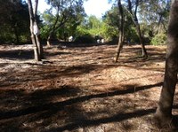 Bitou Busters shocked by damage to bushland