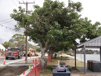 Hands Off our Coral Trees