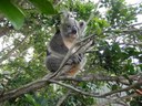 Koala Rescue by The Myall Koala and Environment Group.