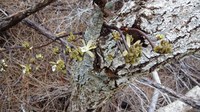 Proof-The Bush is Regenerating