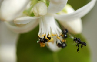 The Buzz about Bees