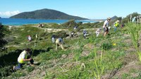 Volunteers join to save dunes