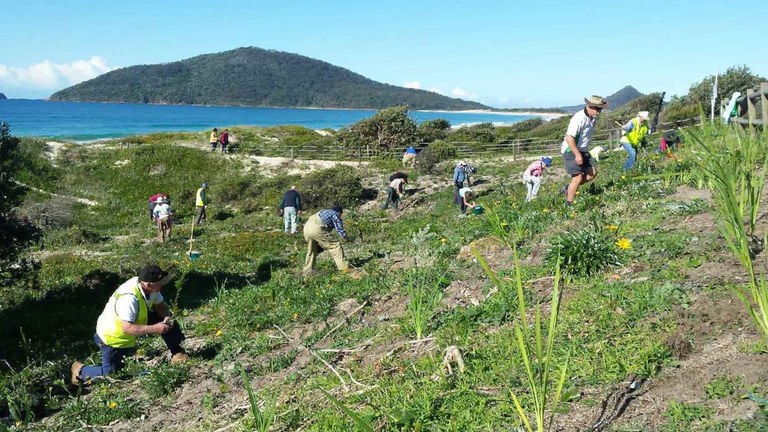 Volunteers join to save dunes