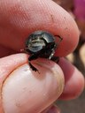 (Onthophagus Binodis)(Male)