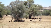 Paddock Trees