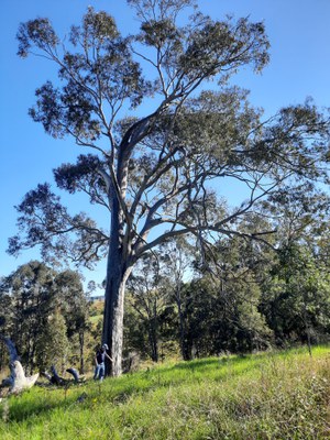 Reconnecting koala habitats across Dungog — NSW Landcare Gateway