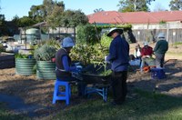 The Habitat community native plant nursery and community food garden