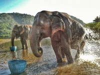 International Volunteer Project // Elephant Nature Park // Chiang Mai, Thailand