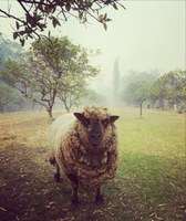 Bushfire Resilient Gardens