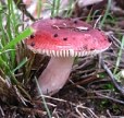 Fungi for Food, Farms and Forestry