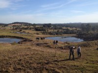 Healthy Farm Dams