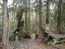 kincumber-mountain-08-001.jpg