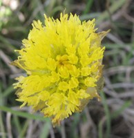 Celebrating Monaro Golden Daisy, 23 Nov