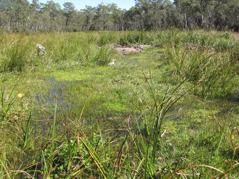 K2C Mini Forum: Diversity in Tableland Wetlands with Donna Hazel