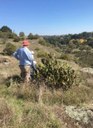 Prickly Pear infestation at Yass Gorge, 22 Apr