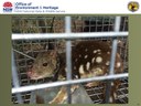 Quolls & other Monaro arboreal mammals